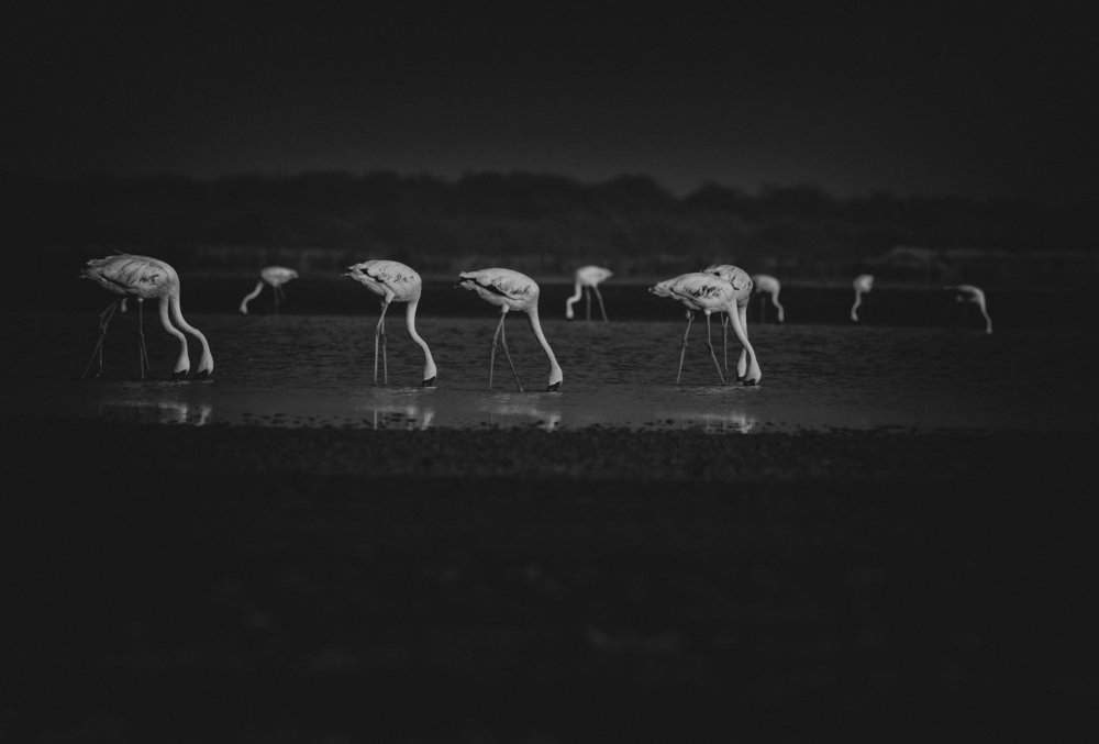 Фотография автора Ashok Behera