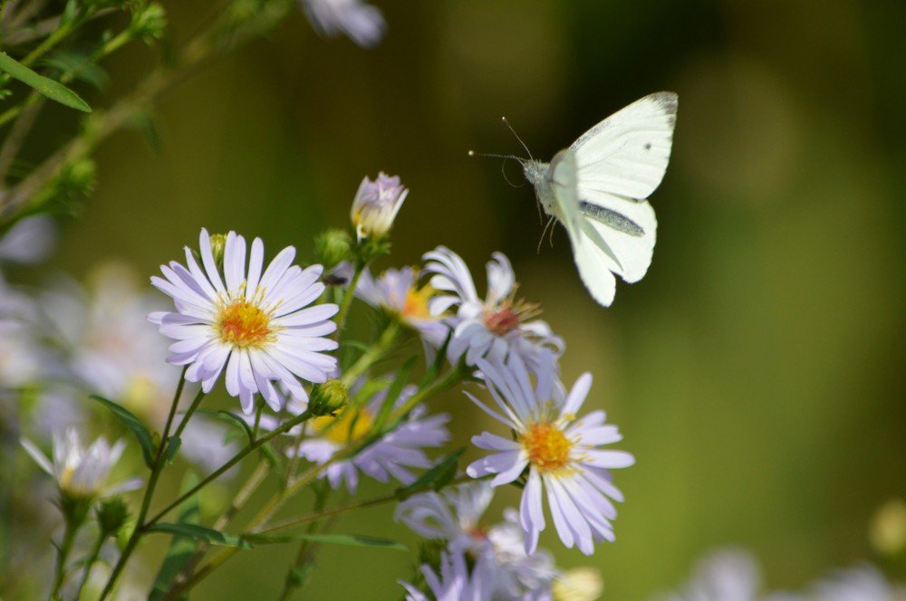 Photograph by Nadezhda Rav