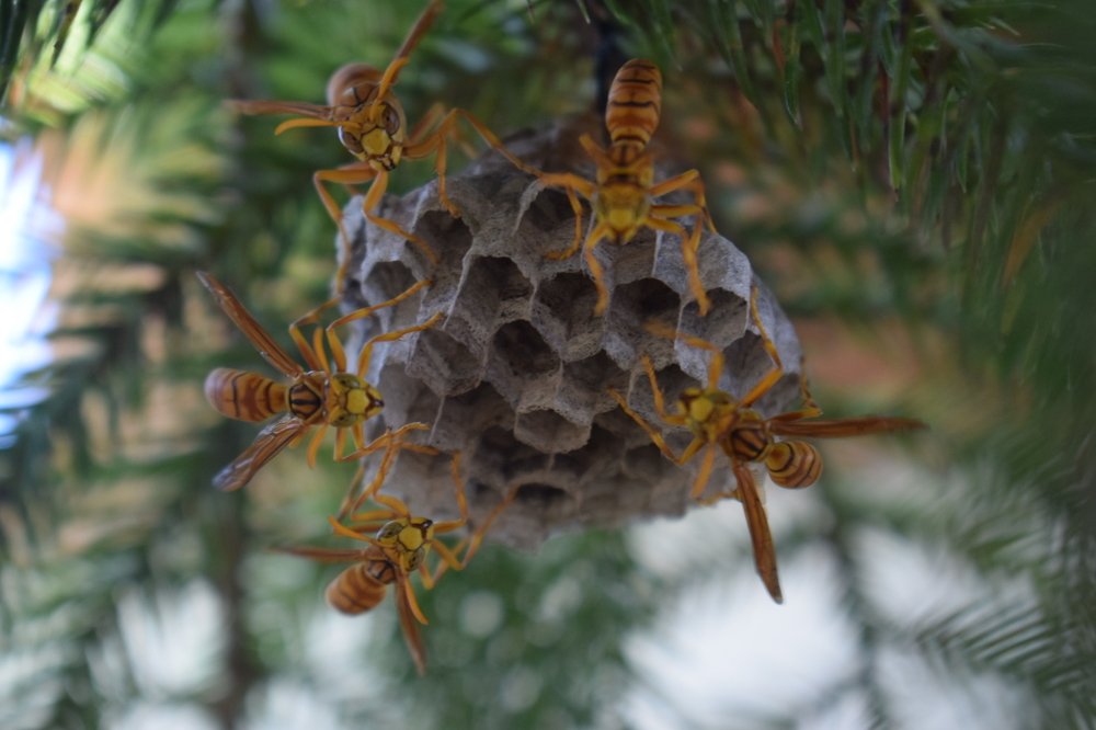 Wasps