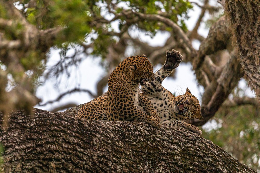 Фотография автора Ashok Behera