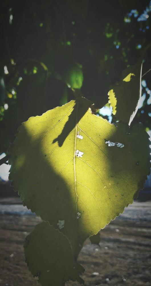 Photograph by Константин Калмыков