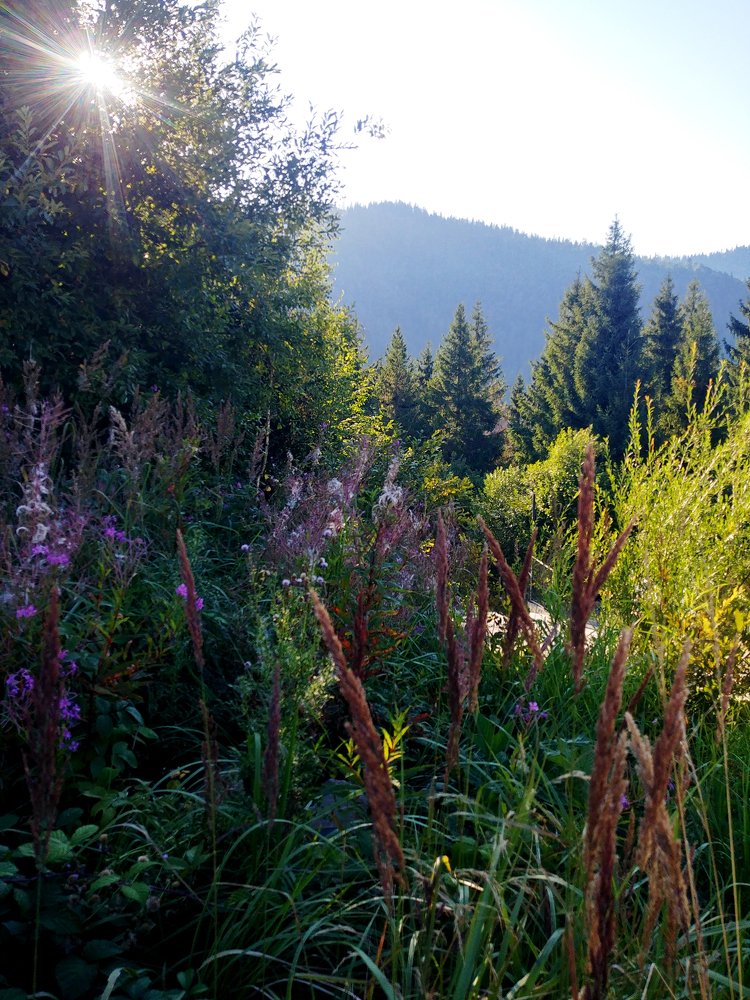 Photo #4193707