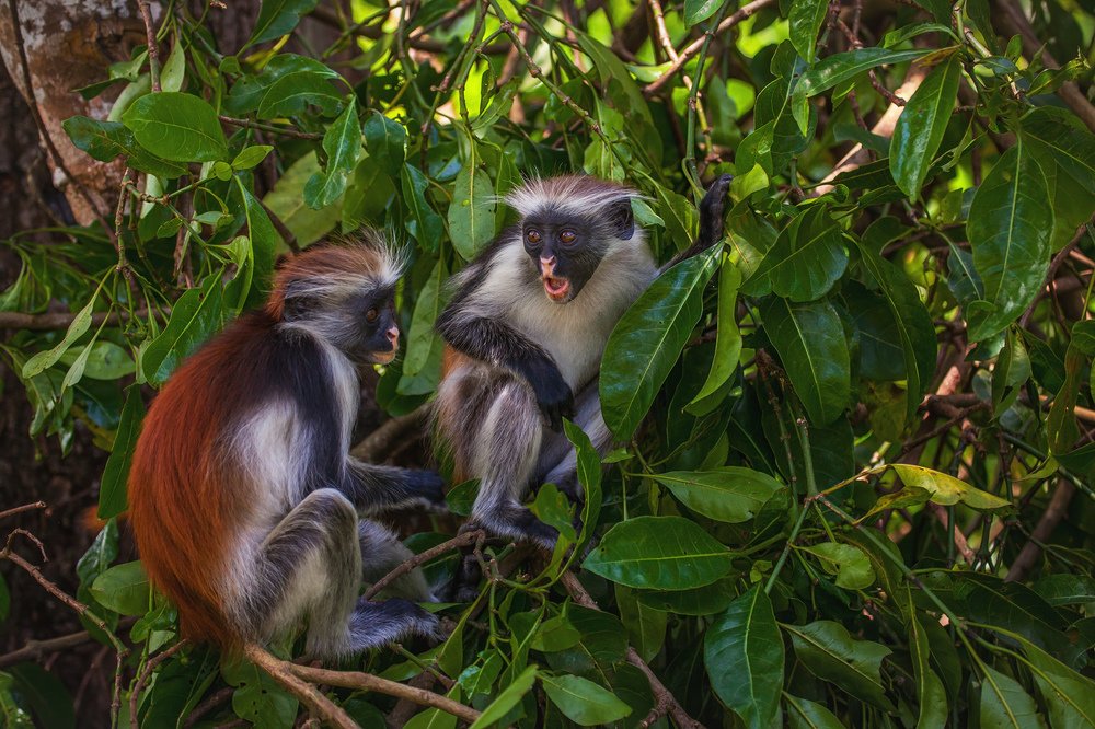 Красные колобусы