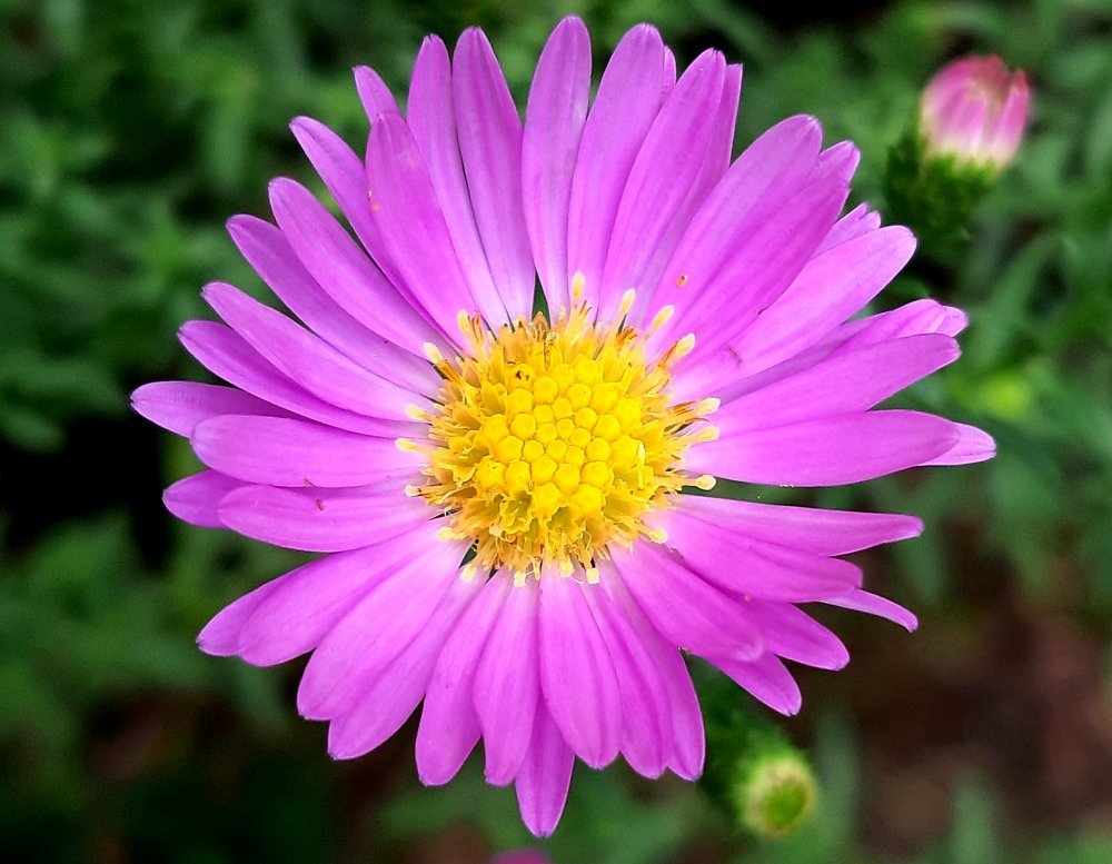 From my garden..