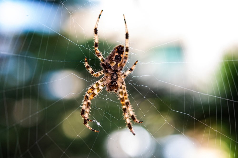 Colorful Spider in a web