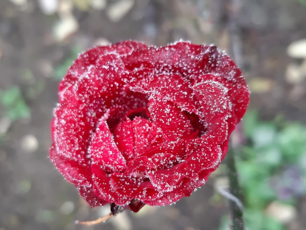 From my garden..