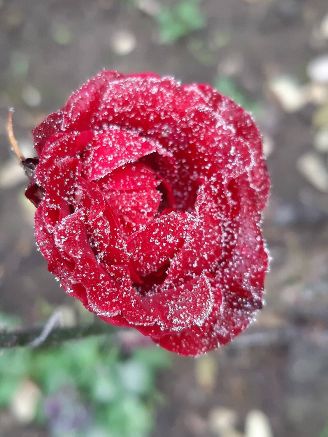 From my garden..