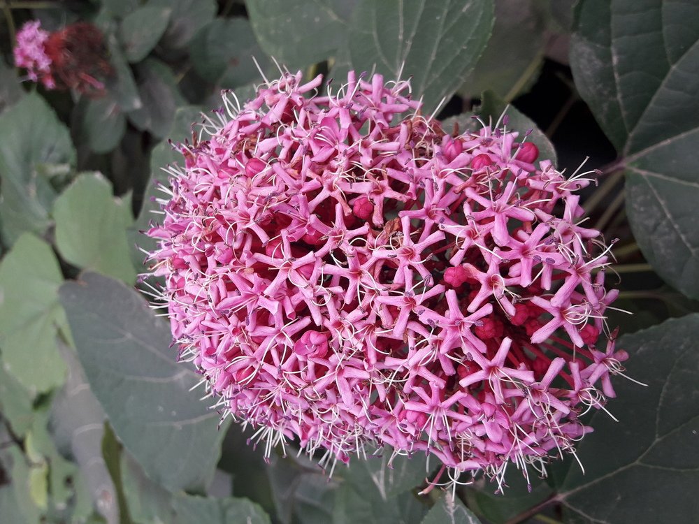 From my garden..