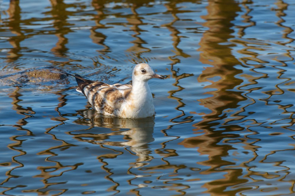 Чайка в ритме осеннего Финского залива