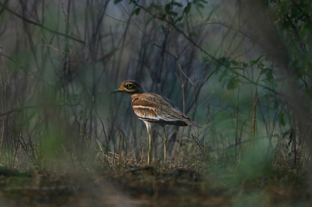 Photograph by Sumit Singh