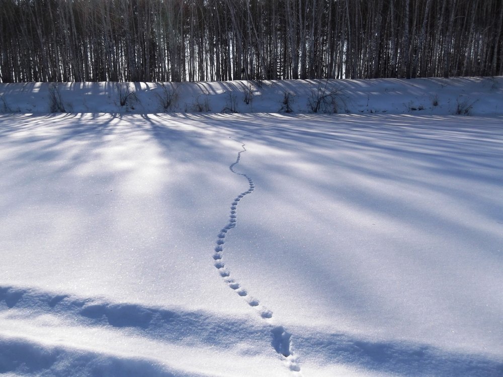 Photograph by Ирина