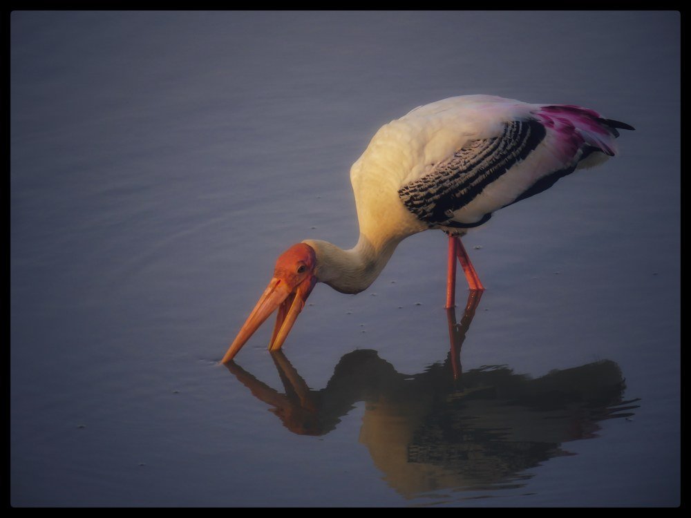 Photograph by saravanan