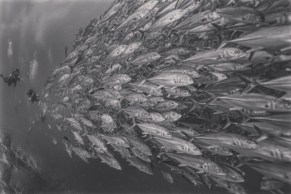 Рыбное нашествие