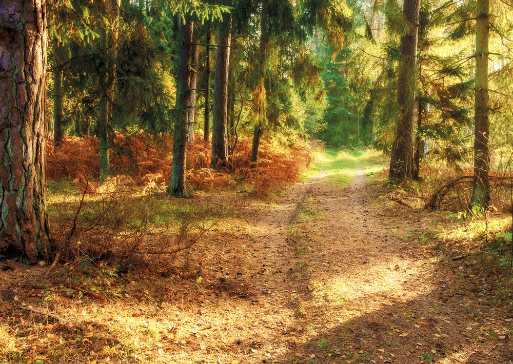 Утро в Королевском бору.