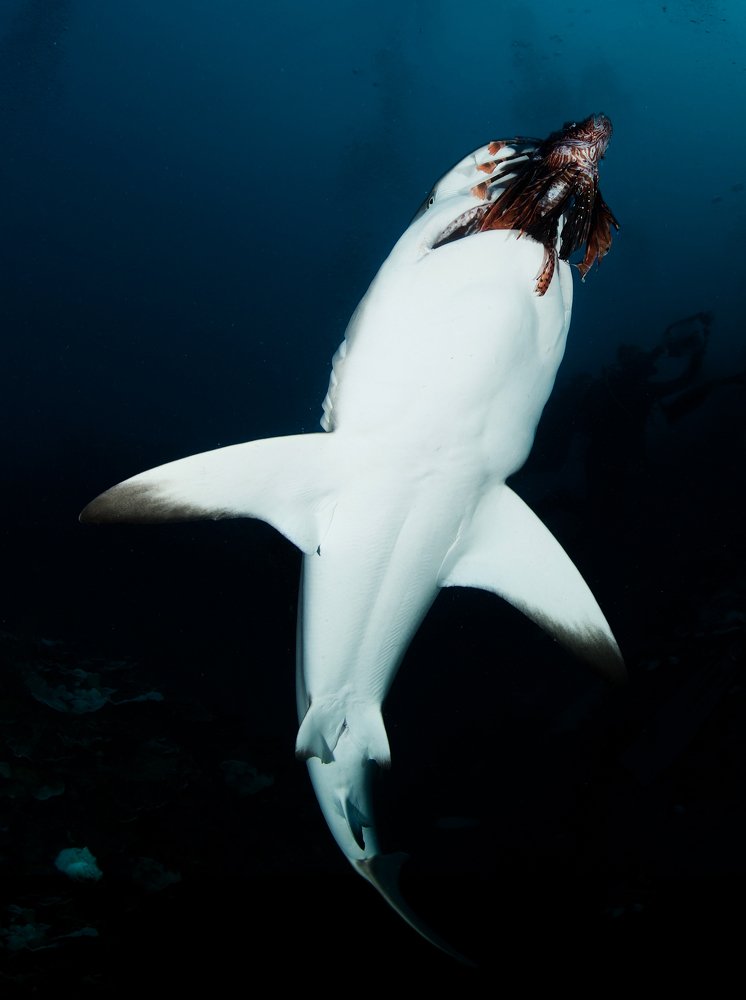 Фотография автора Андрей Крапивной