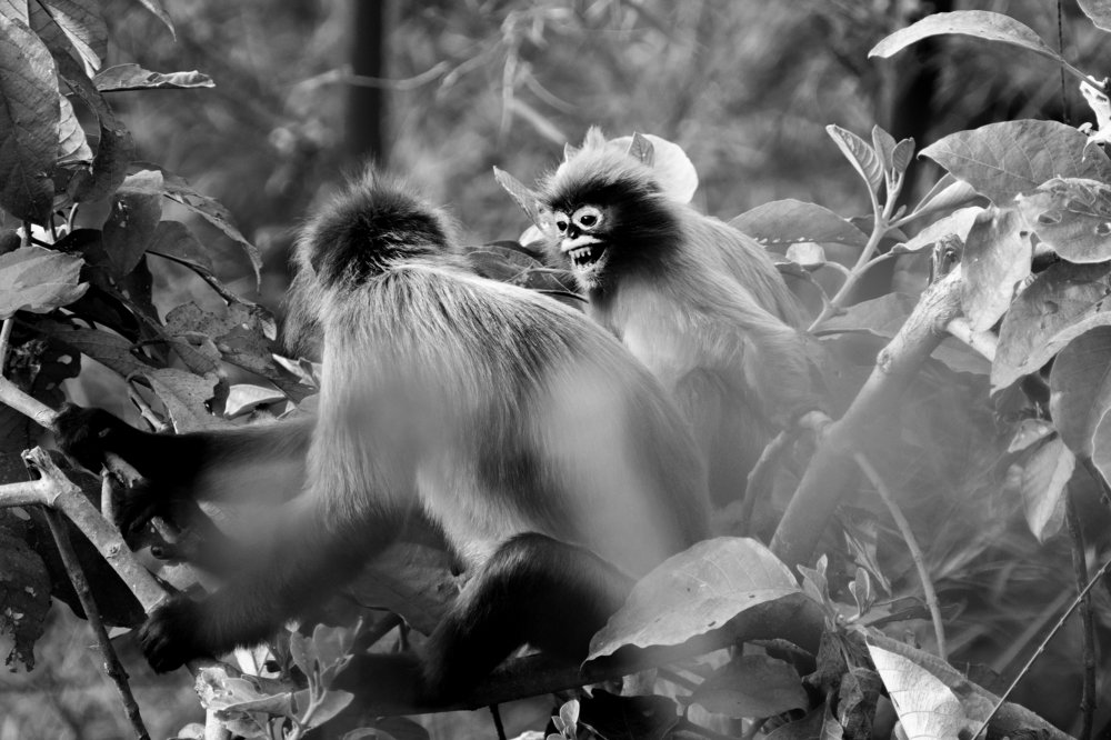 Photograph by Fuad Mr.