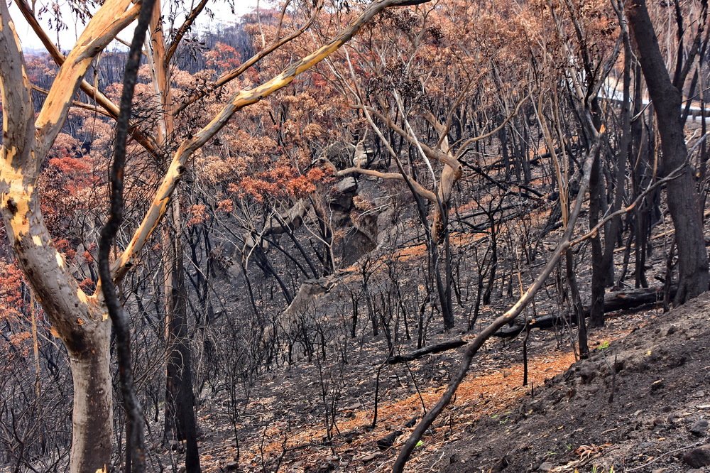 Blue Mt. NSW Australia