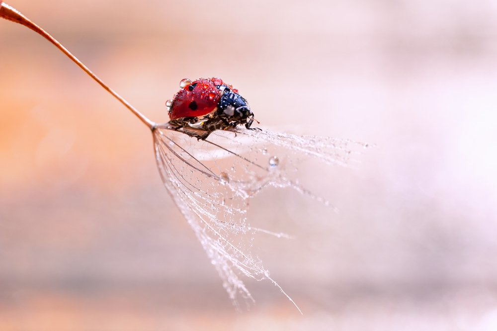 Photograph by Ольга Максимова