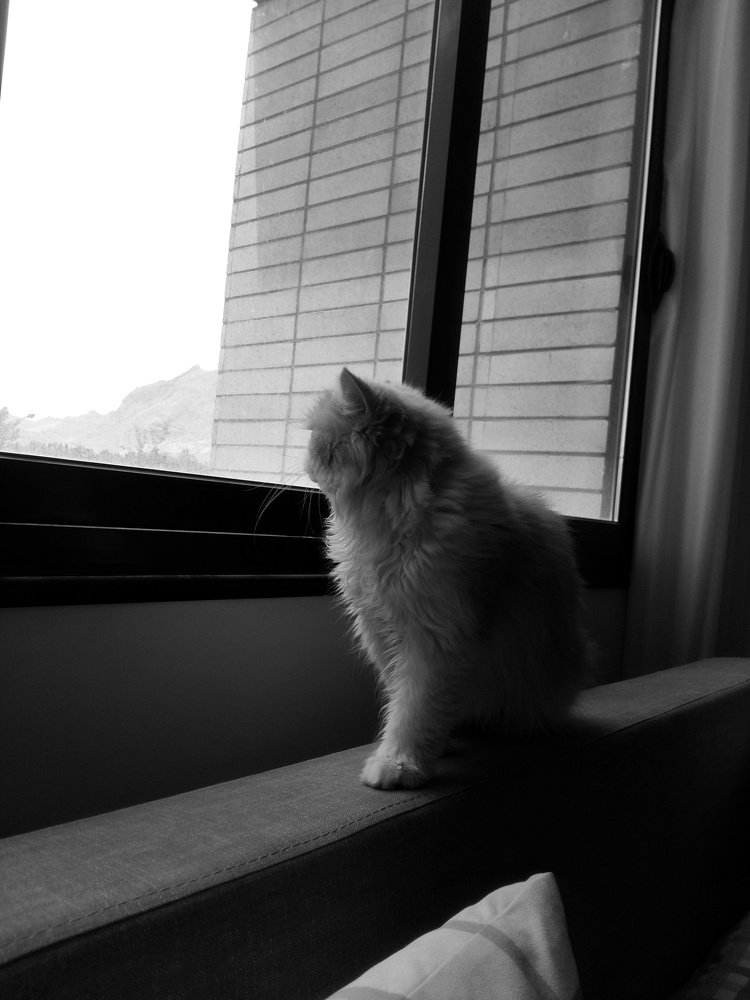 Photo #4195860