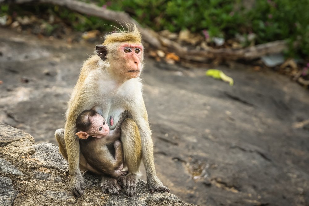 Photograph by Chaitra Arjunpuri