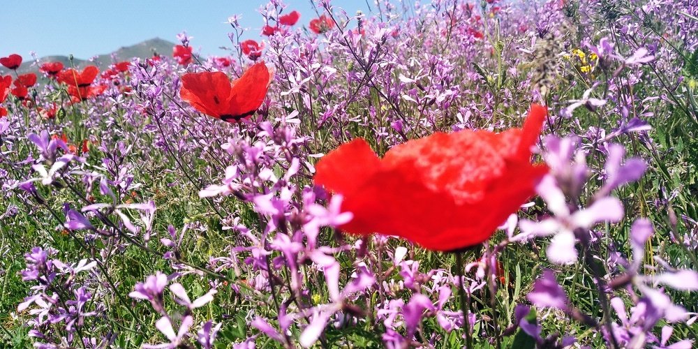 Photograph by Anetta Kopenkina