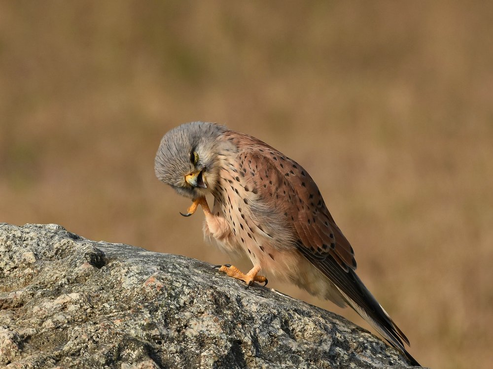 Laughing Kestrel