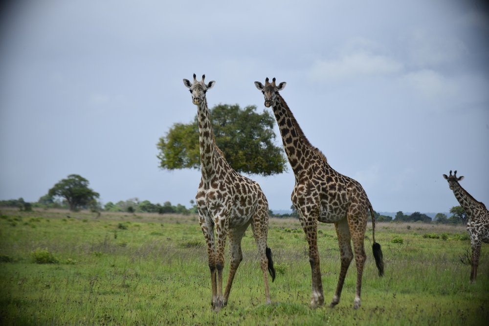 Photograph by Lucia Mwashala