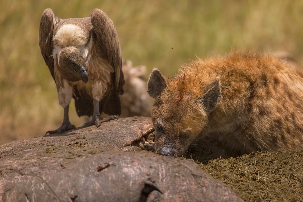 Photograph by Ольга Петруша