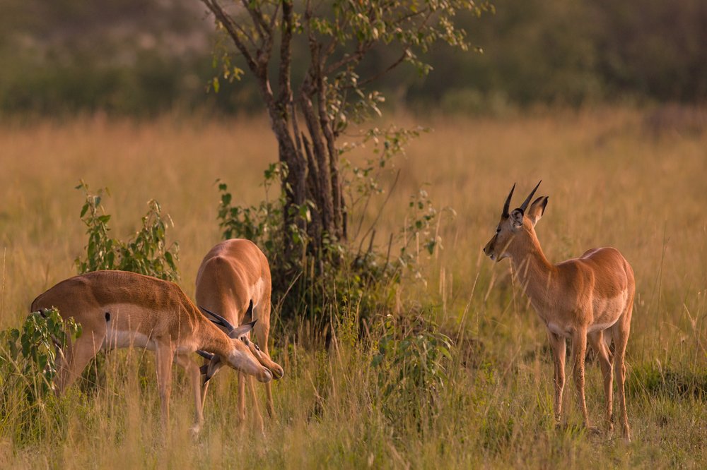 Photograph by Ольга Петруша