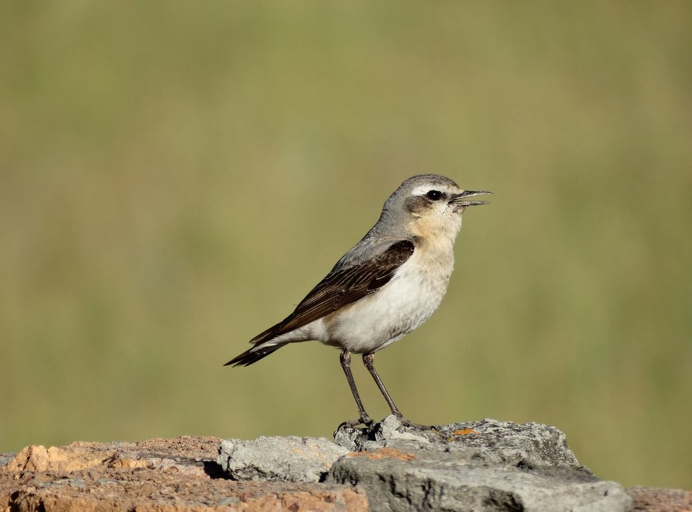 Каменка обыкновенная.