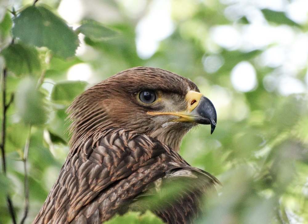 Портрет орла.