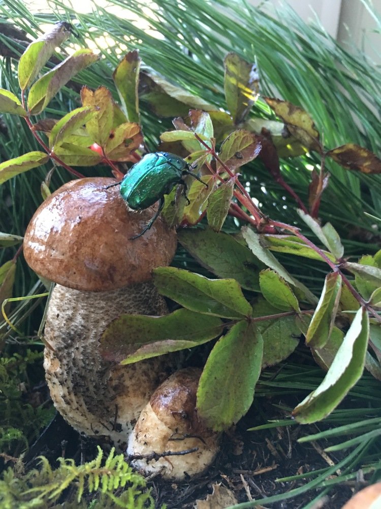 Photograph by Светлана Дмитриева