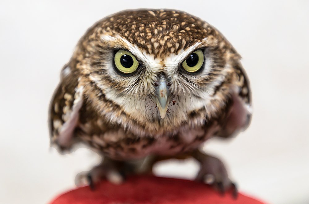 Photograph by Elena Gebert