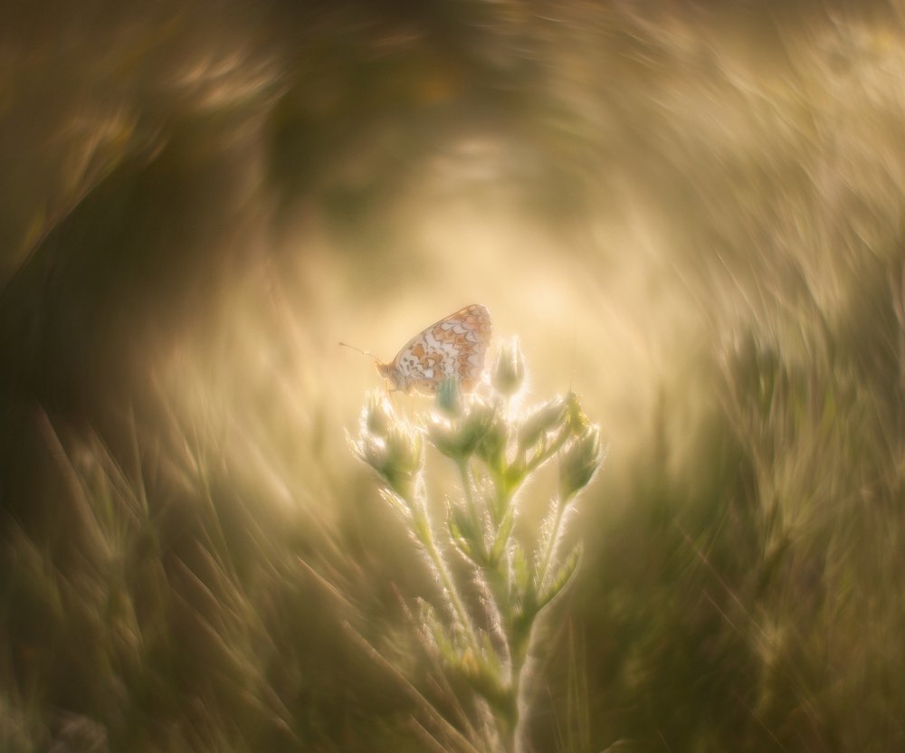 Photograph by Михаил Гапонов