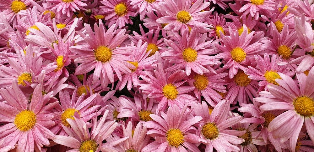 Photograph by Dr.Pradeep Agrawal