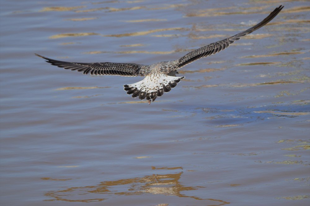 Photograph by José Silva