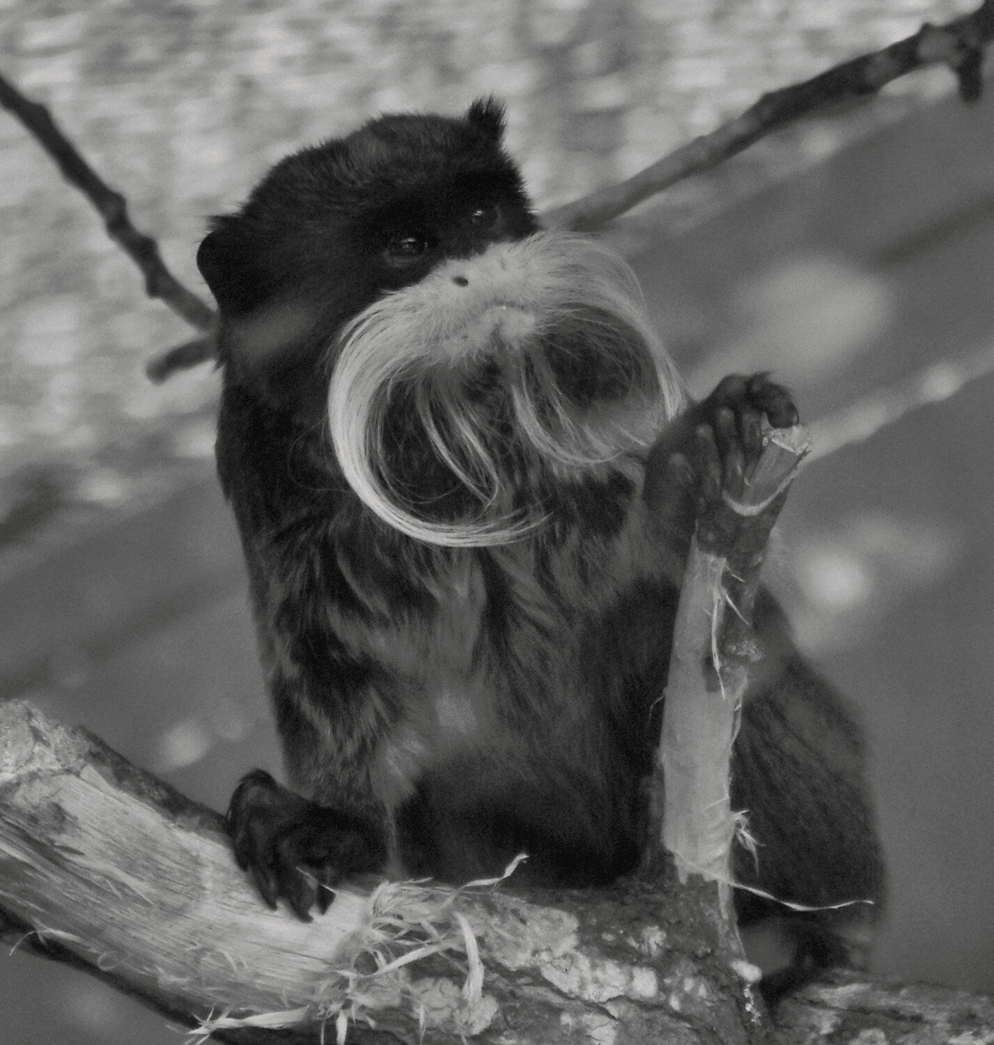 Photo #4196933