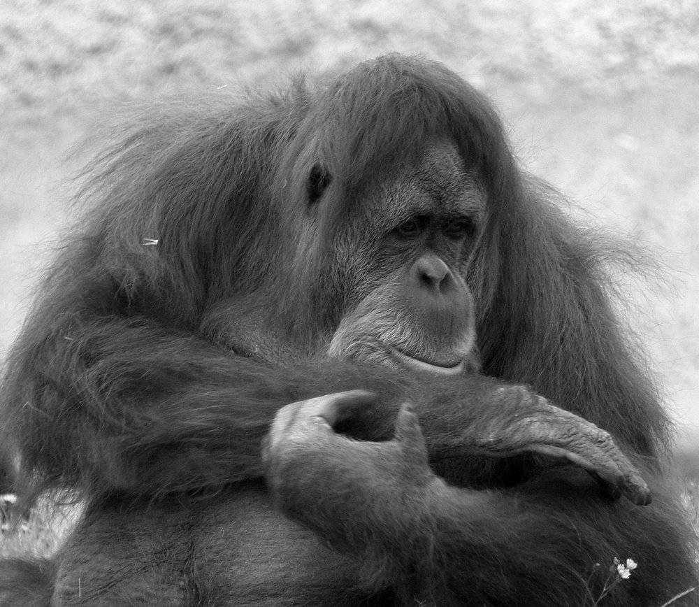 Photo #4196935