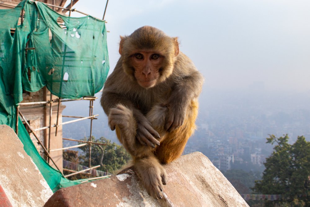 Photograph by Saurav Bajracharya