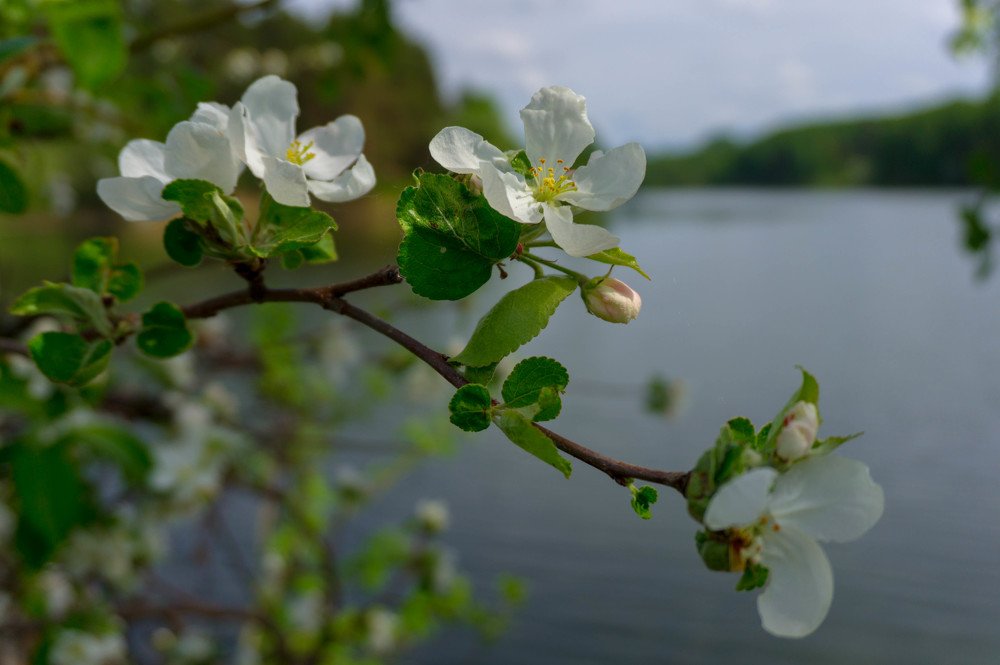 Весенний цвет над озером