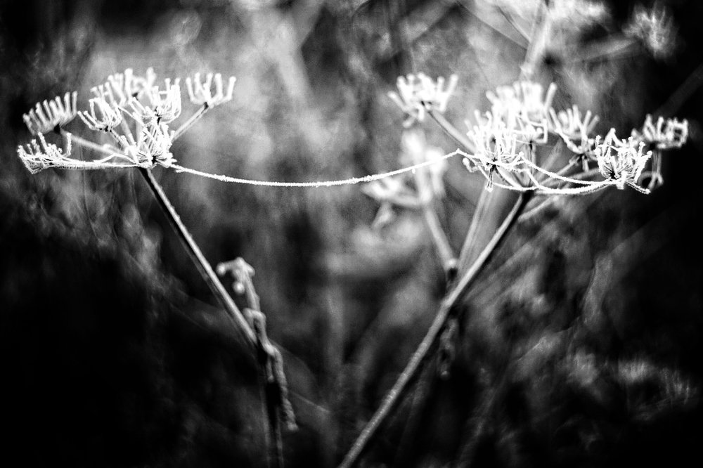 Photograph by Игорь Маслов