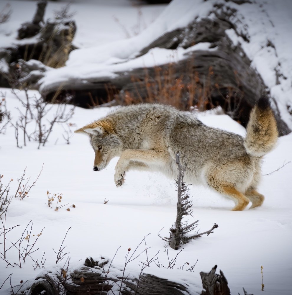 Pouncing Yote