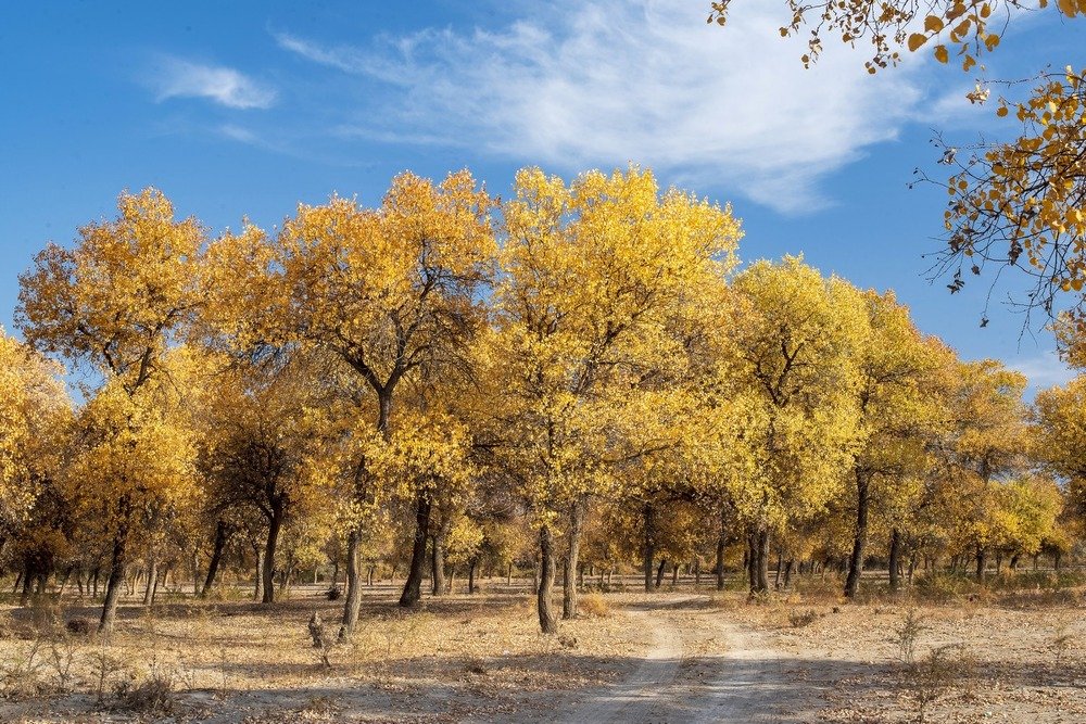 Золотая осень
