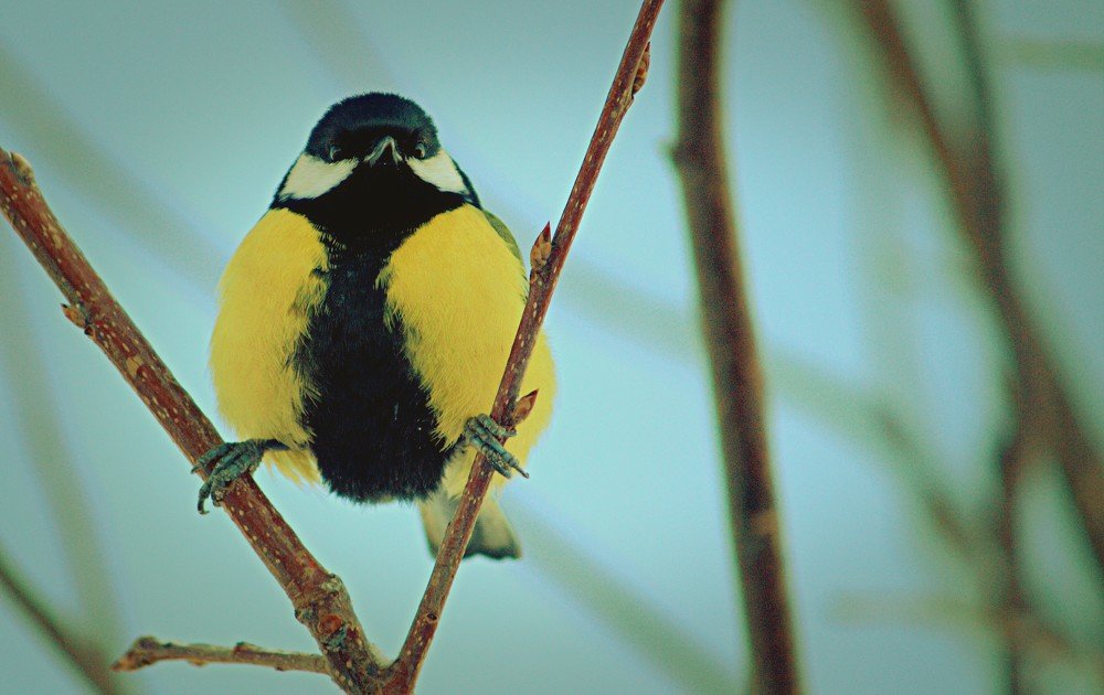 Photograph by Риф