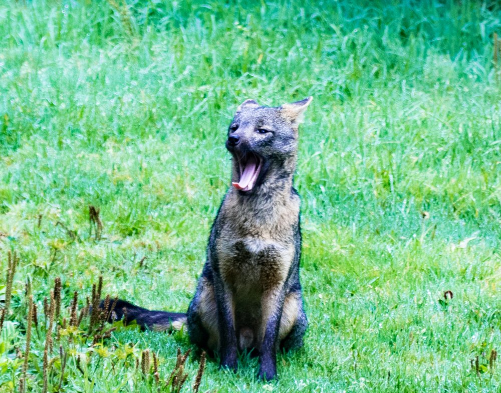 Lazy Cerdocyon thous