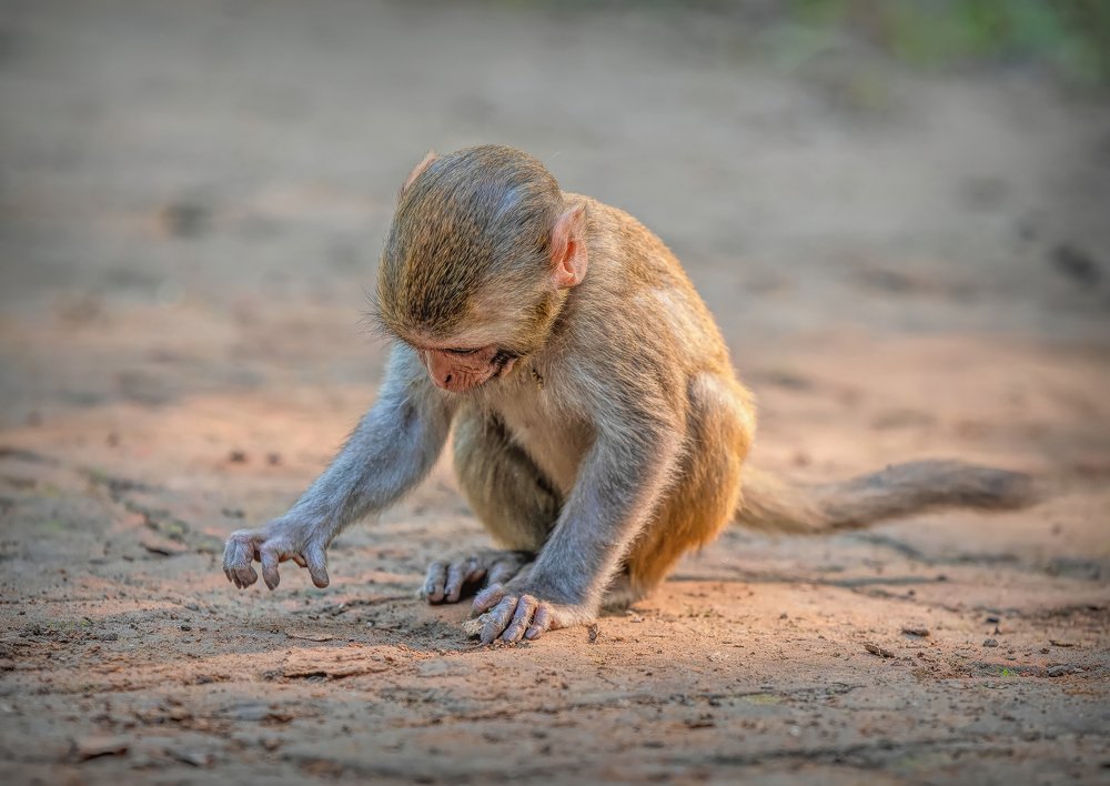 Photograph by Md. Ruhul Amin Farid