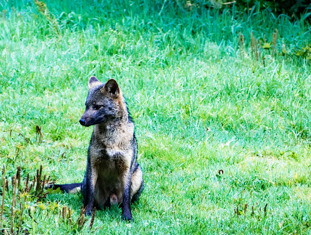 Thinking Cerdocyon thous