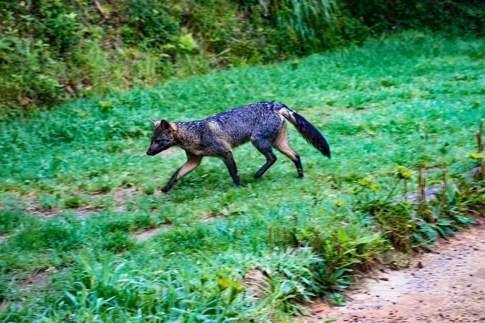 Walking Cerdocyon thous