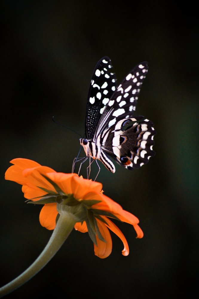 Photograph by Ezekiel Nduli