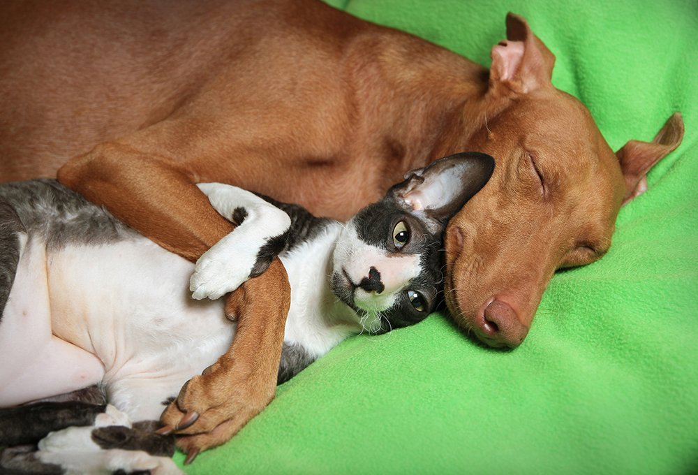 The city falls asleep, the mafia wakes up